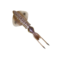 3D Swim Squid Lure - Cuttlefish
